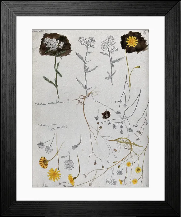 Framed Print : Various flower heads of yarrow (Achillea millefolium) and hawk's bit (Leontodon species). Creator: Unknown. Various flower heads of yarrow (Achillea millefolium) and hawk's bit (Leontodon species). Creator: Unknown Framed Print : Various flower heads of yarrow (Achillea millefolium) and hawk's bit (Leontodon species). Creator: Unknown. Various flower heads of yarrow (Achillea millefolium) and hawk's bit (Leontodon species). Creator: Unknown