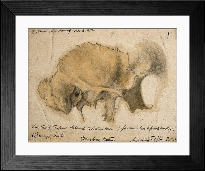 Framed Print : Bones of the cheek: side view of the temporal, schenoid and malar bones, 1852 / 08 / 24. Creator: J.C. Whishaw