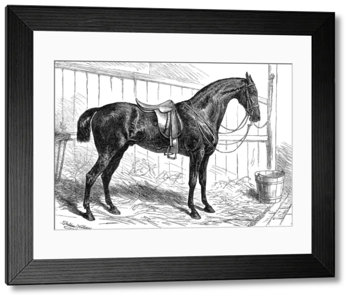 Framed Print : The Horse Show at the Agricultural Hall, Islington: the Prince of Wales's Park Cob, Bob, 1874. Creator: Unknown. The Horse Show at the Agricultural Hall, Islington: the Prince of Wales's Park Cob, Bob, 1874 Framed Print : The Horse Show at the Agricultural Hall, Islington: the Prince of Wales's Park Cob, Bob, 1874. Creator: Unknown. The Horse Show at the Agricultural Hall, Islington: the Prince of Wales's Park Cob, Bob, 1874