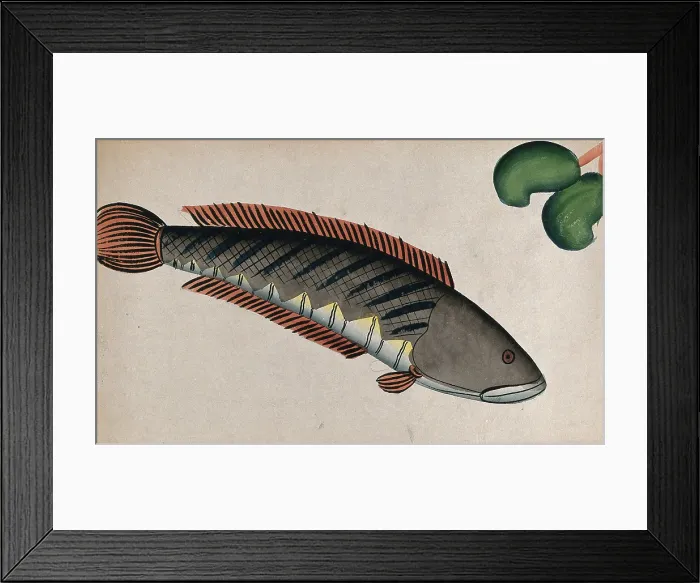 Framed Print : Fish. Creator: Unknown Framed Print : Fish. Creator: Unknown