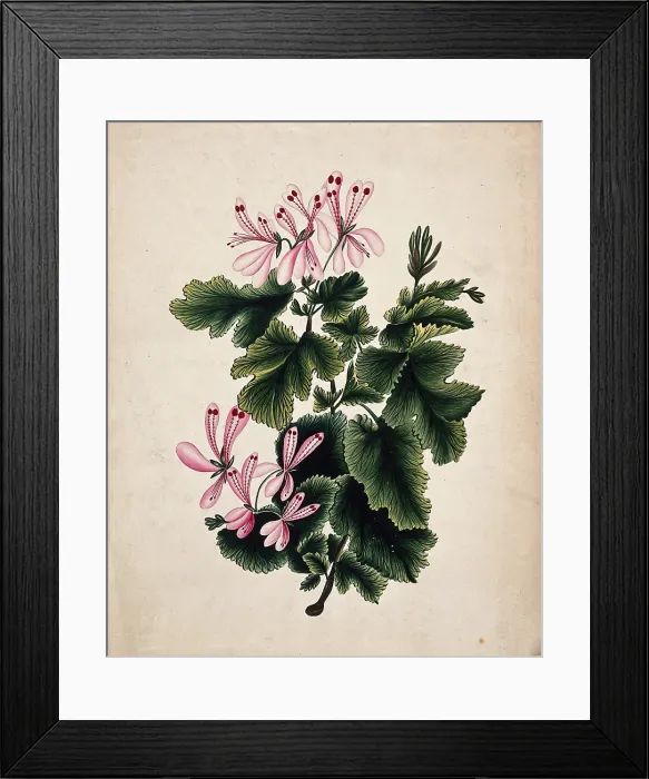 Framed Print : An ornamental geranium (Geranium species): flowering stem. Creator: Unknown Framed Print : An ornamental geranium (Geranium species): flowering stem. Creator: Unknown