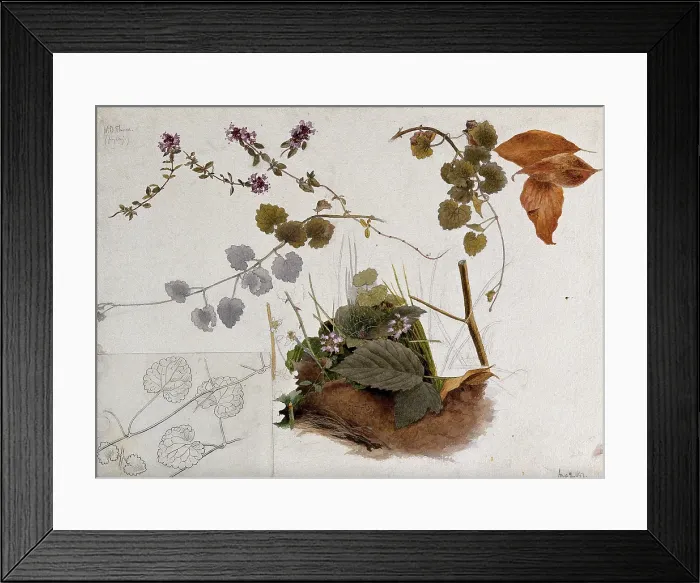 Framed Print : Wild thyme (Thymus praecox): flowers, stems and leaves in various pictures, 1897. Creator: Unknown Framed Print : Wild thyme (Thymus praecox): flowers, stems and leaves in various pictures, 1897. Creator: Unknown