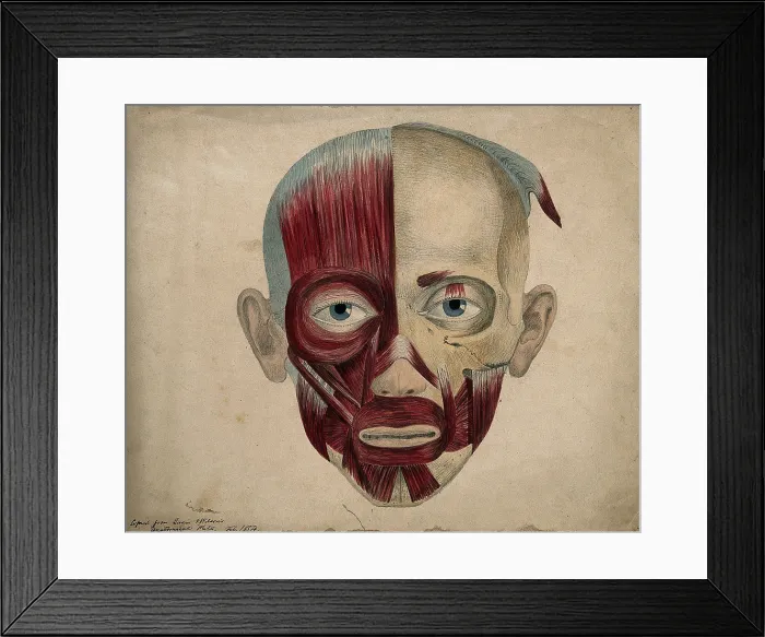Framed Print : Bones and muscles of the face, 1854. Creator: J.C. Whishaw Framed Print : Bones and muscles of the face, 1854. Creator: J.C. Whishaw