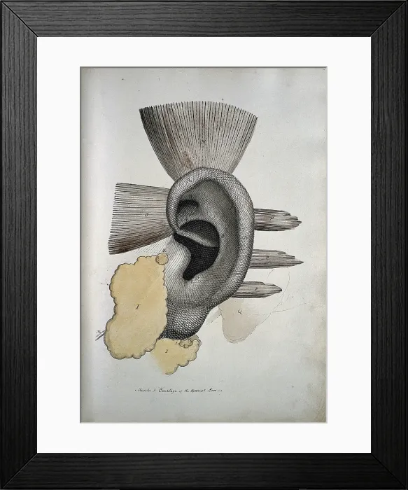 Framed Print : The ear: muscles and cartailage, between 1800 and 1899. Creator: Unknown Framed Print : The ear: muscles and cartailage, between 1800 and 1899. Creator: Unknown