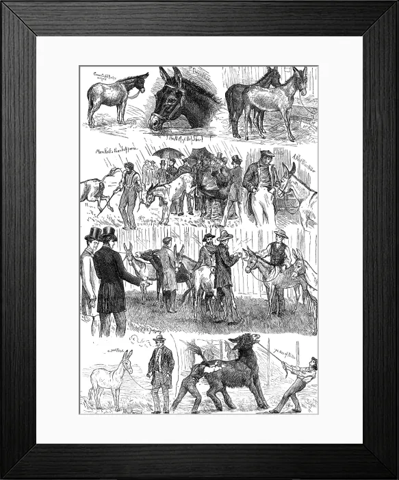 Framed Print : Sketches at the Mule and Donkey Show at the Crystal Palace, 1874. Creator: Unknown Framed Print : Sketches at the Mule and Donkey Show at the Crystal Palace, 1874. Creator: Unknown