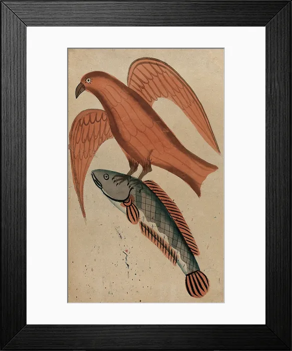 Framed Print : A fish being carried off by a bird. Creator: Unknown Framed Print : A fish being carried off by a bird. Creator: Unknown