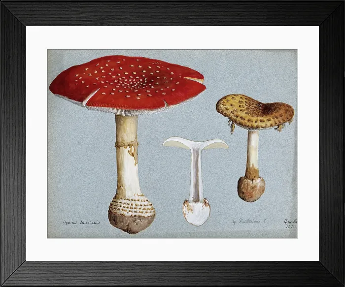 Framed Print : The fly agaric fungus (Amanita muscaria): three fruiting bodies. Creator: R Baker Framed Print : The fly agaric fungus (Amanita muscaria): three fruiting bodies. Creator: R Baker