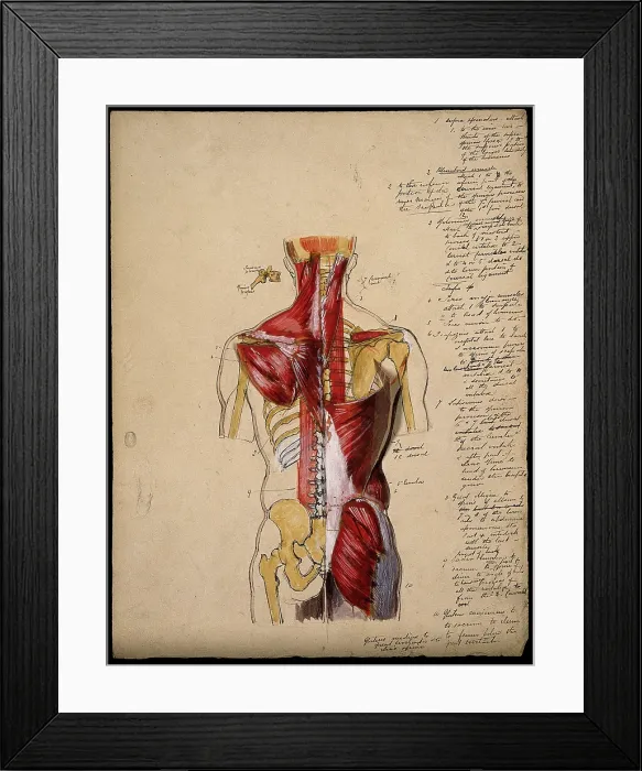 Framed Print : Dissection of the trunk: back view, showing the bones and muscles, with a detail... 1800-1899. Creator: Unknown