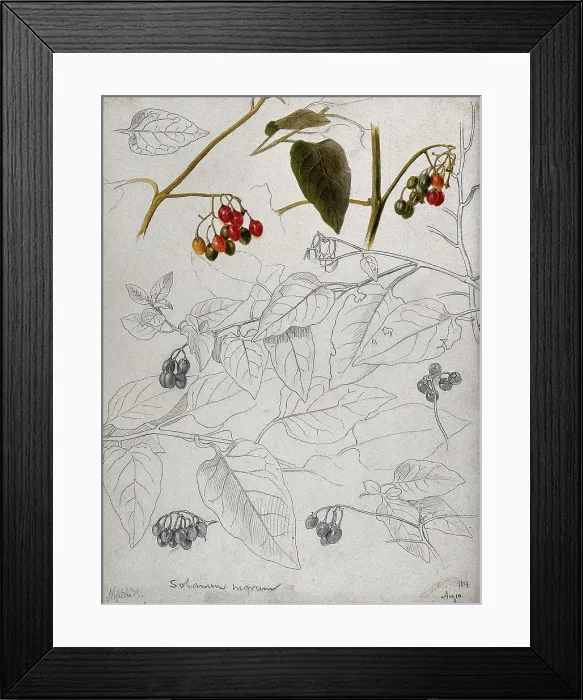 Framed Print : Black nightshade (Solanum nigrum): leaves and fruits. Creator: Unknown Framed Print : Black nightshade (Solanum nigrum): leaves and fruits. Creator: Unknown