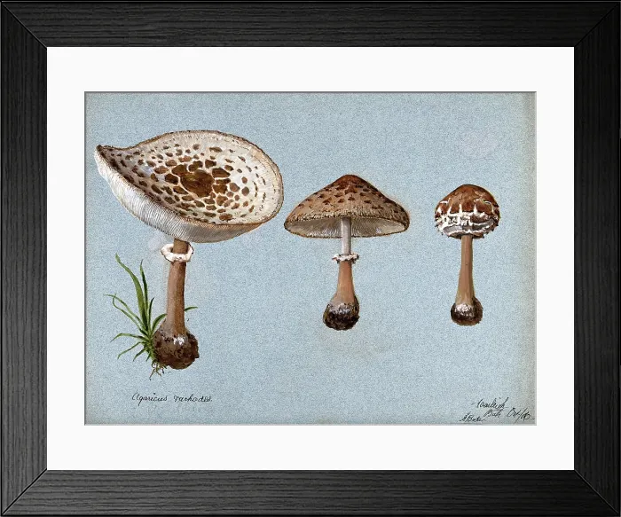Framed Print : Shaggy parasol mushrooms (Lepiota rhacodes): three fruiting bodies, 1888. Creator: R Baker Framed Print : Shaggy parasol mushrooms (Lepiota rhacodes): three fruiting bodies, 1888. Creator: R Baker