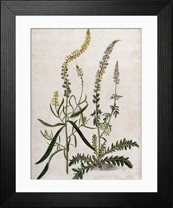 Framed Print : A plant (Reseda sp) related to Dyer's rocket: flowering plant with separate flowering stem, (17--). Creator: Unknown. A plant (Reseda sp) related to Dyer's rocket: flowering plant with separate flowering stem, (17--). Creator: Unknown Framed Print : A plant (Reseda sp) related to Dyer's rocket: flowering plant with separate flowering stem, (17--). Creator: Unknown. A plant (Reseda sp) related to Dyer's rocket: flowering plant with separate flowering stem, (17--). Creator: Unknown