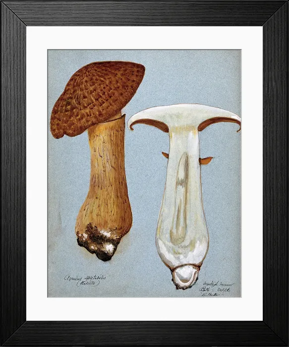 Framed Print : A fungus (Gymnopilus junonius): two fruiting bodies, one sectioned, 1906. Creator: R Baker Framed Print : A fungus (Gymnopilus junonius): two fruiting bodies, one sectioned, 1906. Creator: R Baker
