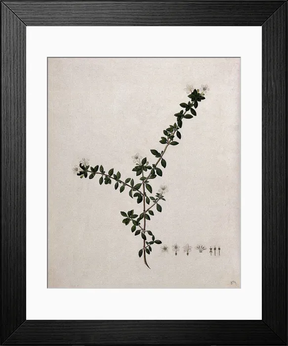 Framed Print : Serissa japonica (Thunb) Thunb: flowering stem and floral segments, (17--). Creator: Unknown