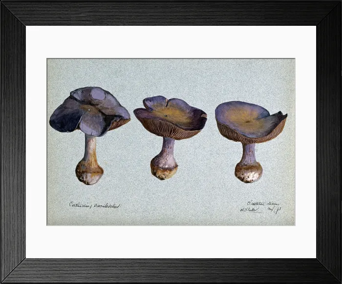 Framed Print : A fungus (Cortinarius species): three fruiting bodies, 1893. Creator: R Baker Framed Print : A fungus (Cortinarius species): three fruiting bodies, 1893. Creator: R Baker