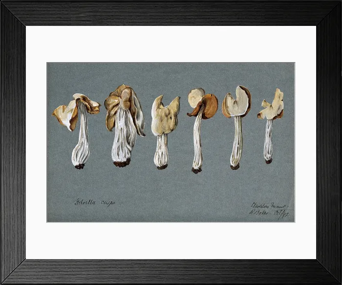 Framed Print : A false morel fungus (Helvella crispa): six fruiting bodies, 1892. Creator: R Baker Framed Print : A false morel fungus (Helvella crispa): six fruiting bodies, 1892. Creator: R Baker