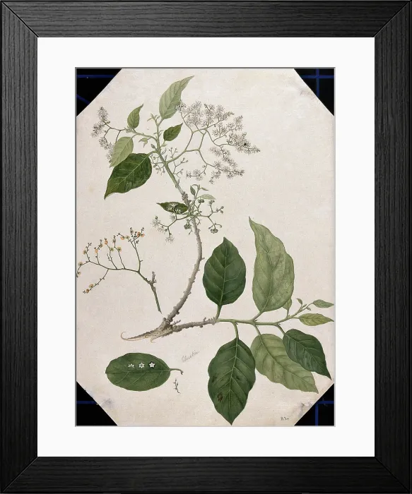 Framed Print : A species of Ehretia: large flowering stem with separate leaf, fruit and flowers, (17--). Creator: Unknown Framed Print : A species of Ehretia: large flowering stem with separate leaf, fruit and flowers, (17--). Creator: Unknown