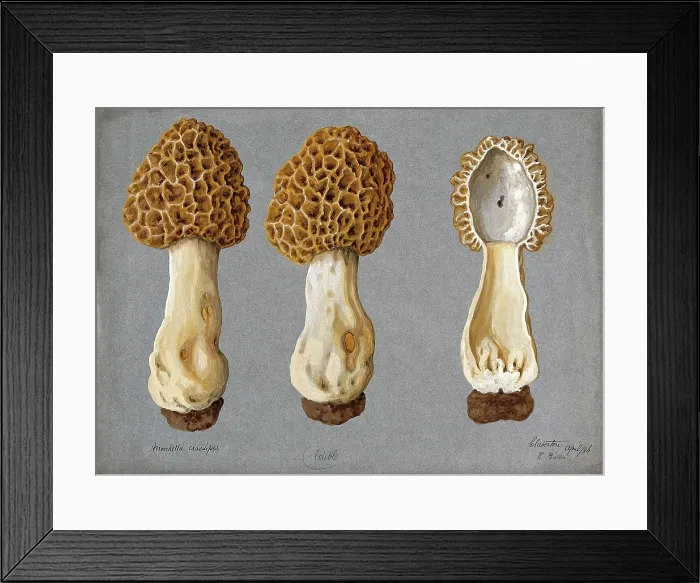 Framed Print : A morel (Morchella species): three fruiting bodies, one sectioned, 1896. Creator: R Baker Framed Print : A morel (Morchella species): three fruiting bodies, one sectioned, 1896. Creator: R Baker