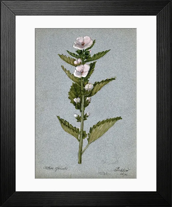 Framed Print : Marsh mallow plant (Althaea officinalis): flowering stem, 1906. Creator: Unknown Framed Print : Marsh mallow plant (Althaea officinalis): flowering stem, 1906. Creator: Unknown