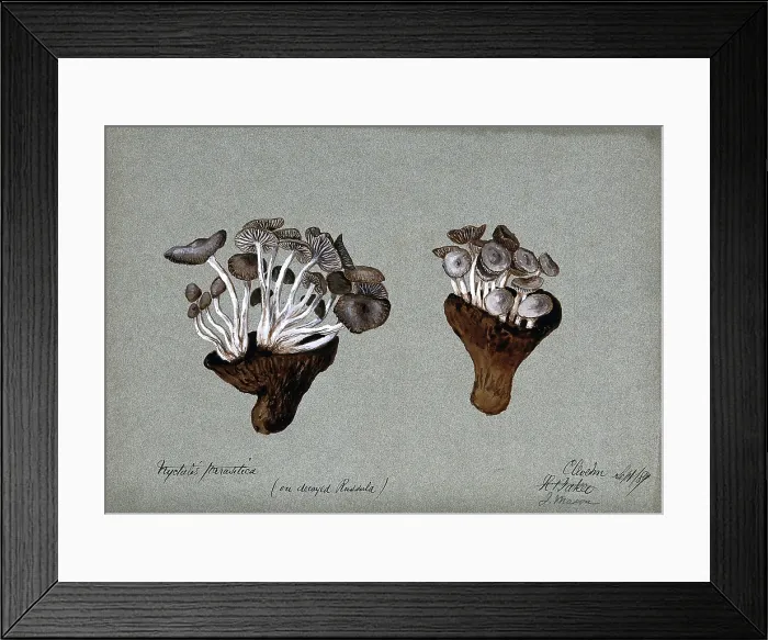 Framed Print : Parasitic fungi (Nyctalis species) growing on decayed Russula fungi, 1889. Creator: R Baker Framed Print : Parasitic fungi (Nyctalis species) growing on decayed Russula fungi, 1889. Creator: R Baker