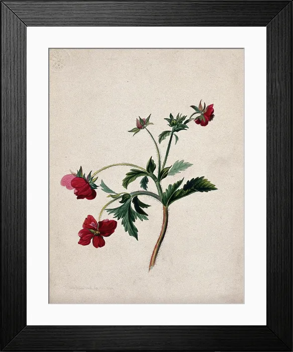 Framed Print : A type of aven (Geum species): flowering stem, 1839. Creator: Mary Anne Bayfield Framed Print : A type of aven (Geum species): flowering stem, 1839. Creator: Mary Anne Bayfield