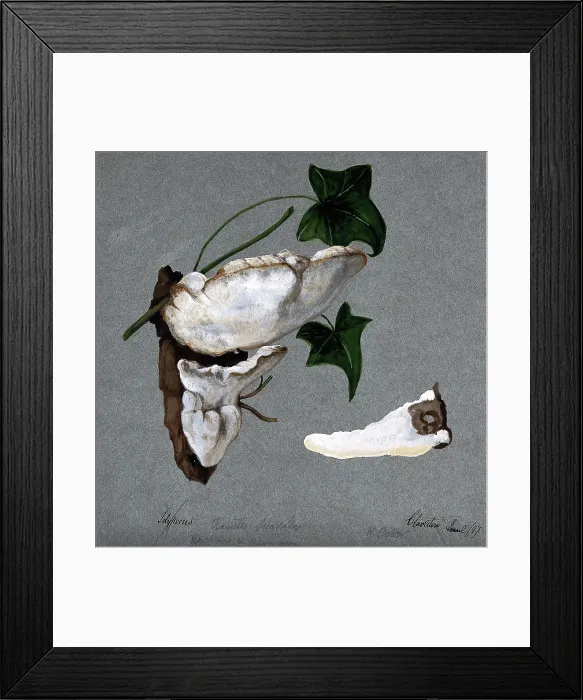 Framed Print : A bracket fungus (Trametes suaveolens): two fruiting bodies growing on wood and a... 1897. Creator: R Baker Framed Print : A bracket fungus (Trametes suaveolens): two fruiting bodies growing on wood and a... 1897. Creator: R Baker