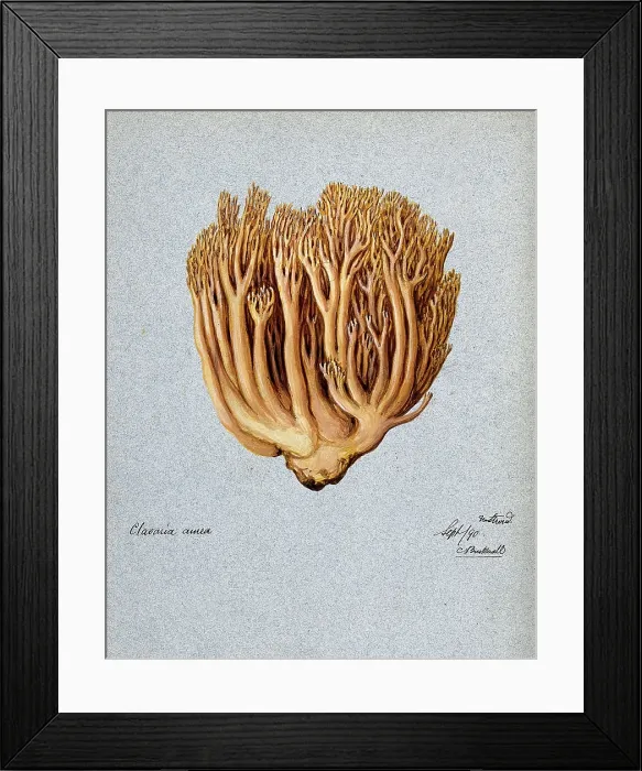 Framed Print : A fungus (Ramaria aurea): fruiting body, 1890. Creator: C Bucknall Framed Print : A fungus (Ramaria aurea): fruiting body, 1890. Creator: C Bucknall