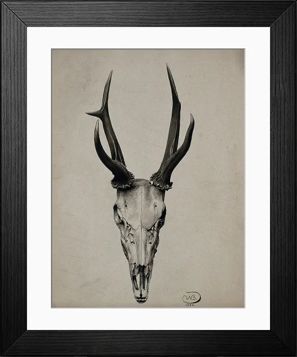 Framed Print : A stag's skull seen from above, 1904. Creator: Unknown. A stag's skull seen from above, 1904. Creator: Unknown Framed Print : A stag's skull seen from above, 1904. Creator: Unknown. A stag's skull seen from above, 1904. Creator: Unknown