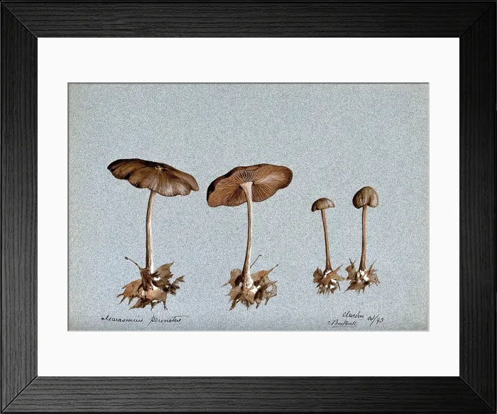 Framed Print : Wood woolly foot mushroom (Collybia peronata): four fruiting bodies, 1893. Creator: C Bucknall Framed Print : Wood woolly foot mushroom (Collybia peronata): four fruiting bodies, 1893. Creator: C Bucknall