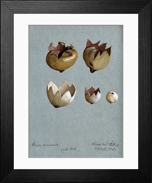 Framed Print : A cup fungus (Peziza species): five fruiting bodies, 1894. Creator: C Bucknall Framed Print : A cup fungus (Peziza species): five fruiting bodies, 1894. Creator: C Bucknall