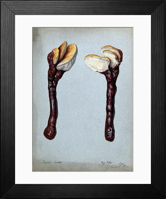 Framed Print : A fungus (Ganoderma lucidum): two fruiting bodies, 1899. Creator: C Bucknall