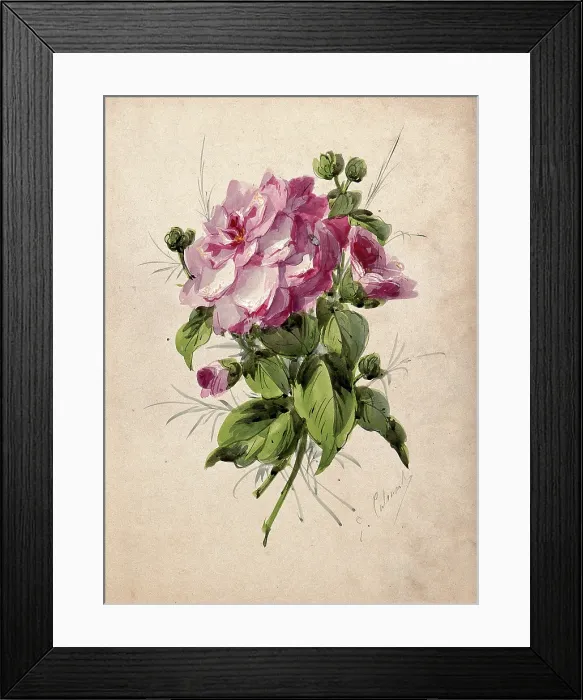 Framed Print : Pink camellia (Camellia species): flower and leaves, c19th century. Creator: G Calmard Framed Print : Pink camellia (Camellia species): flower and leaves, c19th century. Creator: G Calmard