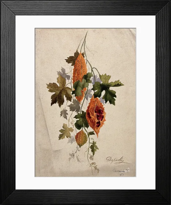 Framed Print : A plant, possibly balsam apple (Momordica balsamina): fruiting stem, c1880s. Creator: Depaoli Framed Print : A plant, possibly balsam apple (Momordica balsamina): fruiting stem, c1880s. Creator: Depaoli