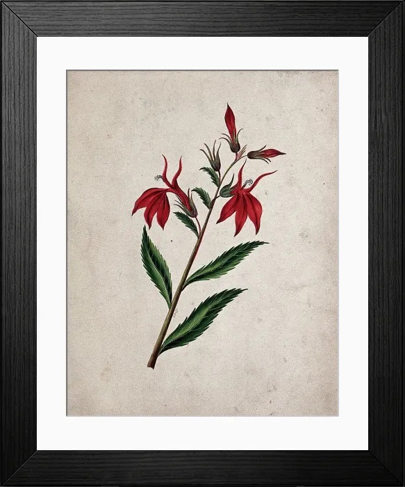 Framed Print : An unidentified flowering plant, c1890s. Creator: Etanmann Framed Print : An unidentified flowering plant, c1890s. Creator: Etanmann