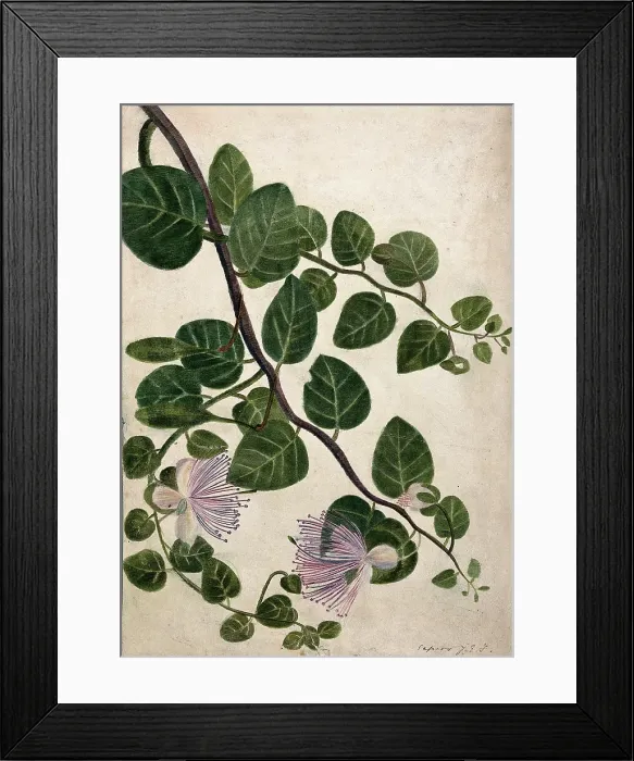 Framed Print : Capers (Caparis spinosa): flowering stem, c1890s. Creator: Unknown