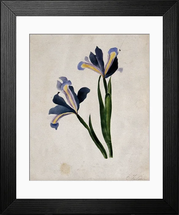 Framed Print : Two iris flowers, c1900. Creator: E Finlaison Framed Print : Two iris flowers, c1900. Creator: E Finlaison
