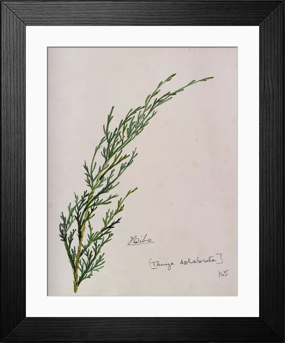 Framed Print : Arbor-vitae (Thuja dolabrata): branch with leaves, c1900. Creator:s Kawano Framed Print : Arbor-vitae (Thuja dolabrata): branch with leaves, c1900. Creator:s Kawano
