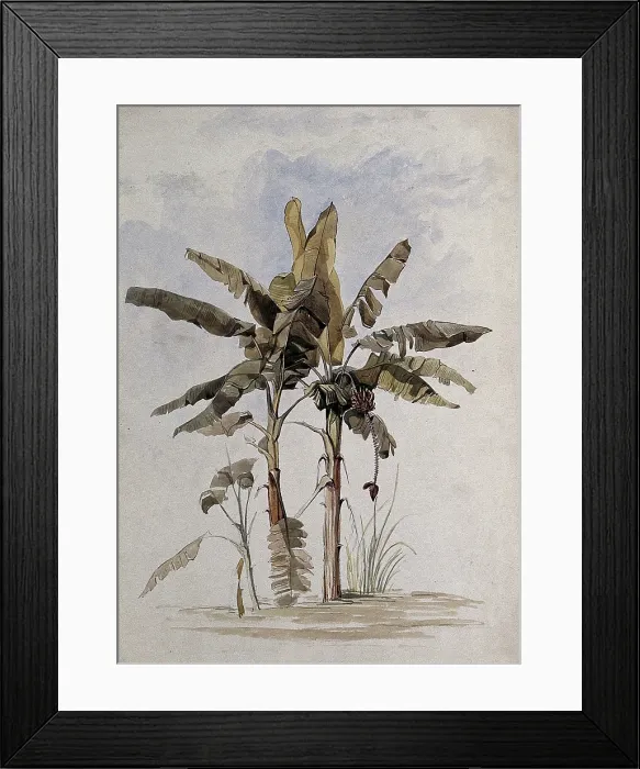 Framed Print : Two banana plants (Musa species), one with fruit, in Guyana, 1846. Creator: Edward Alfred Goodall Framed Print : Two banana plants (Musa species), one with fruit, in Guyana, 1846. Creator: Edward Alfred Goodall