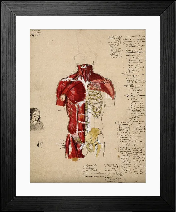 Framed Print : Dissection of the trunk: front view, showing the bones and muscles, with a small... 1800-1899. Creator: Unknown