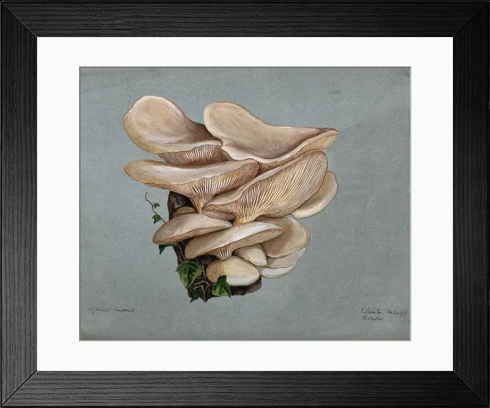 Framed Print : A fungus (Agaricus euosmus) growing on wood, 1896. Creator: R Baker Framed Print : A fungus (Agaricus euosmus) growing on wood, 1896. Creator: R Baker