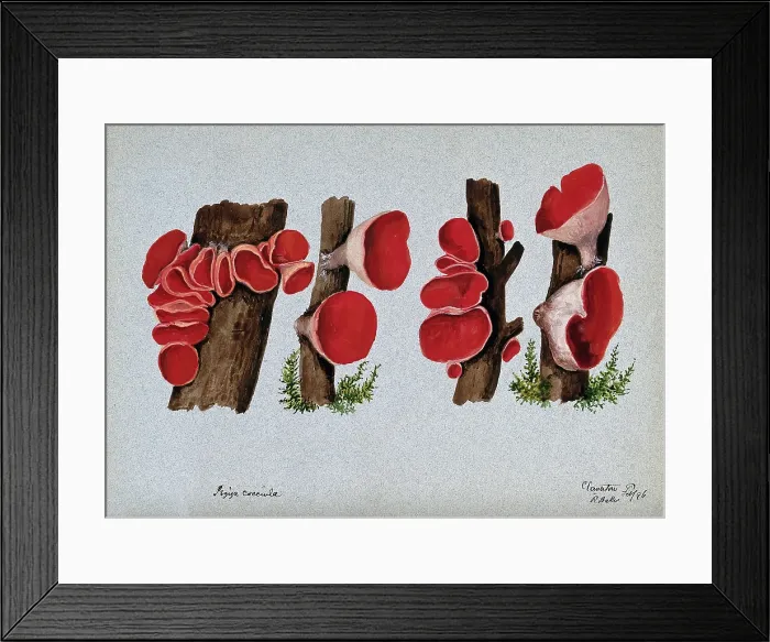 Framed Print : Scarlet elf cup fungus (Sarcoscypha coccinea): fruiting bodies growing on wood, 1896. Creator: R Baker Framed Print : Scarlet elf cup fungus (Sarcoscypha coccinea): fruiting bodies growing on wood, 1896. Creator: R Baker