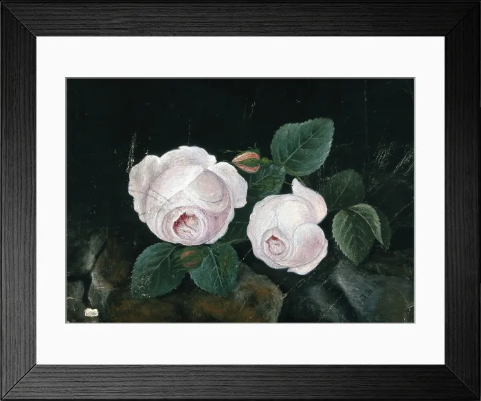 Framed Print : Two white roses, in a still-life, 1885. Creator: Unknown Framed Print : Two white roses, in a still-life, 1885. Creator: Unknown