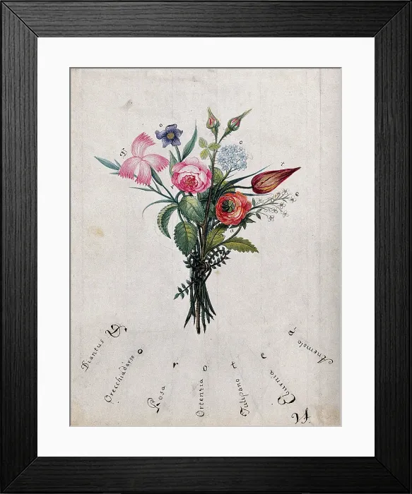 Framed Print : A bunch of flowers, the initial letters of which are shown to spell Dorotea, c1890s.. Creator: Unknown Framed Print : A bunch of flowers, the initial letters of which are shown to spell Dorotea, c1890s.. Creator: Unknown