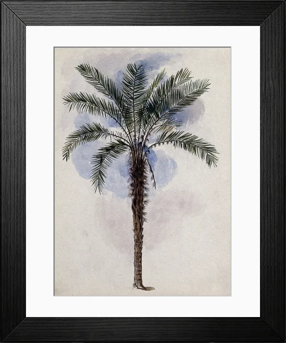 Framed Print : Murumuru palm tree (Astrocaryum murumuru Mart) in Guyana, 1846. Creator: Edward Alfred Goodall Framed Print : Murumuru palm tree (Astrocaryum murumuru Mart) in Guyana, 1846. Creator: Edward Alfred Goodall