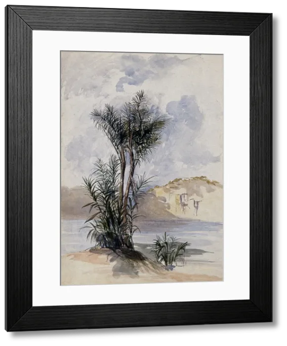 Framed Print : A jauari palm tree (Astrocaryum jauari Mart) growing on a river bank in Guyana, 1846. Creator: Edward Alfred Goodall Framed Print : A jauari palm tree (Astrocaryum jauari Mart) growing on a river bank in Guyana, 1846. Creator: Edward Alfred Goodall