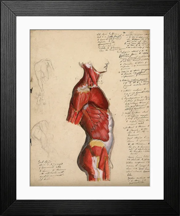 Framed Print : Dissection of the trunk: side view, showing the bones and muscles, with small pencil... 1800-1899. Creator: Unknown Framed Print : Dissection of the trunk: side view, showing the bones and muscles, with small pencil... 1800-1899. Creator: Unknown