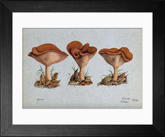 Framed Print : A fungus (Agaricus lobatus?): three fruiting bodies, 1888. Creator: R Baker Framed Print : A fungus (Agaricus lobatus?): three fruiting bodies, 1888. Creator: R Baker
