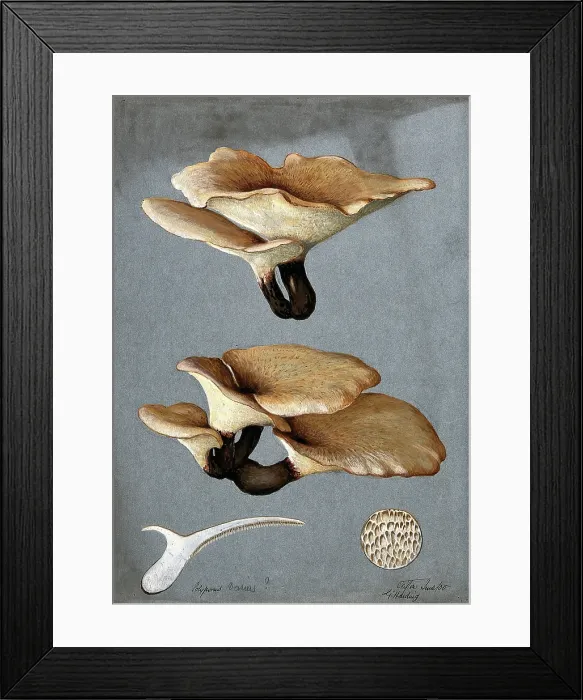 Framed Print : A bracket fungus (Polyporus varius): groups of fruiting bodies with one sectioned, 1900. Creator: G Harding Framed Print : A bracket fungus (Polyporus varius): groups of fruiting bodies with one sectioned, 1900. Creator: G Harding