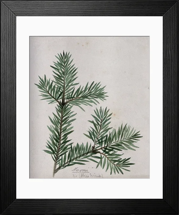 Framed Print : A branch of Japanese fir (Abies firma), c1900. Creator:s Kawano Framed Print : A branch of Japanese fir (Abies firma), c1900. Creator:s Kawano