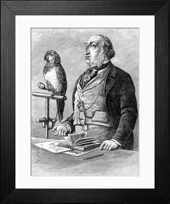 Framed Print : Odd Sketches at the Zoological Gardens: Birds of a Feather, 1881. Creator: Unknown Framed Print : Odd Sketches at the Zoological Gardens: Birds of a Feather, 1881. Creator: Unknown
