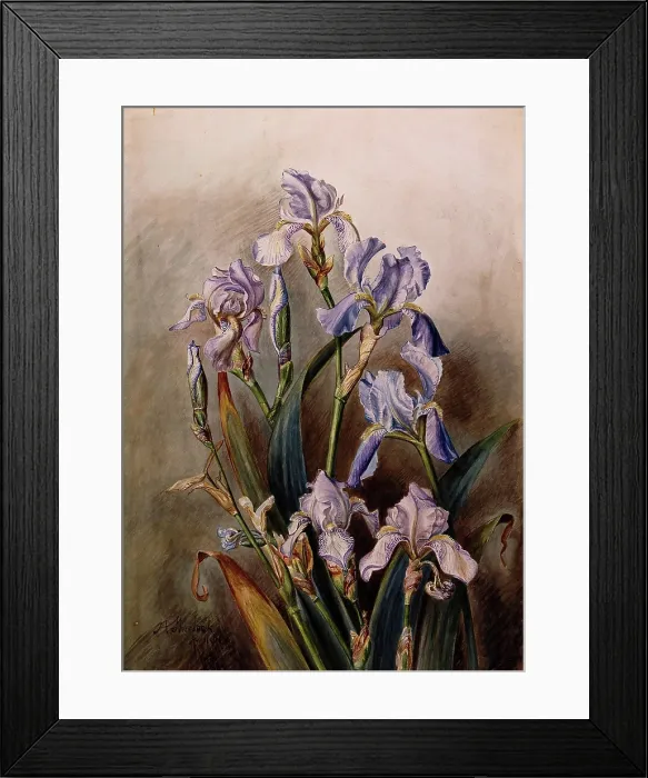 Framed Print : Blue iris flowers, 1901. Creator: JA Sherlock Framed Print : Blue iris flowers, 1901. Creator: JA Sherlock